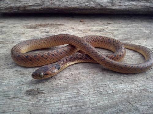 Western Cat-eyed Snake