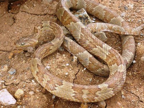 Sinaloan Lyresnake