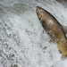 Salmon Chinook - Photo (c) Eric Parker, todos los derechos reservados, uploaded by Eric Parker