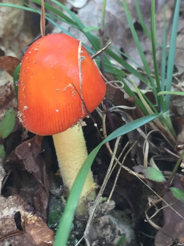 False Caesar's Mushroom