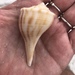 Florida Pear Whelk - Photo (c) Julie Magee Heiple, all rights reserved, uploaded by Julie Magee Heiple