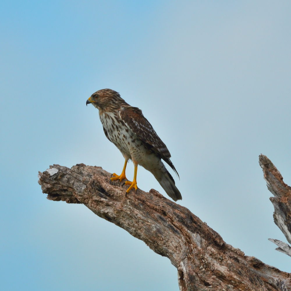 Red-shouldered Hawk from Everglades National Park, FL, USA on October ...