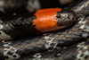 Redtail Coralsnake - Photo (c) Cristian Gonzalez Acosta, all rights reserved, uploaded by Cristian Gonzalez Acosta