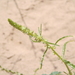 Amaranthus acanthochiton - Photo (c) Aaron Balam, todos los derechos reservados, subido por Aaron Balam