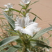 Euploca convolvulacea - Photo (c) Aaron Balam, todos os direitos reservados, uploaded by Aaron Balam