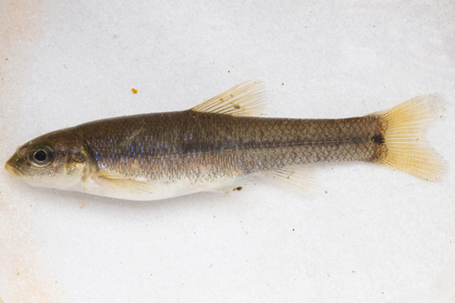 Cutlip Minnow