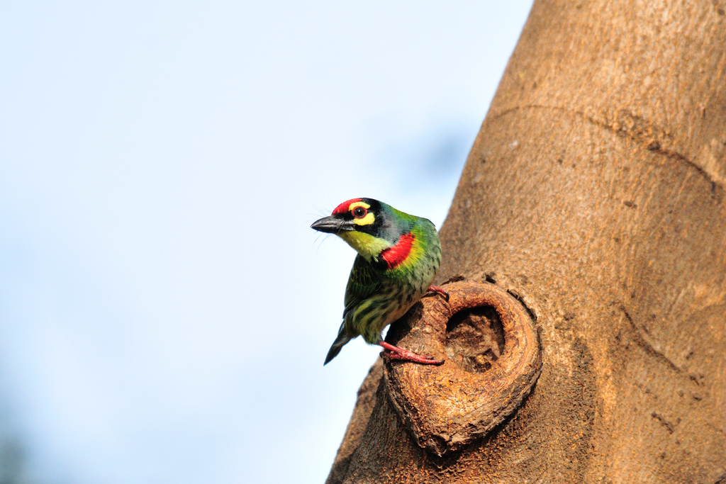 are barbet noisy