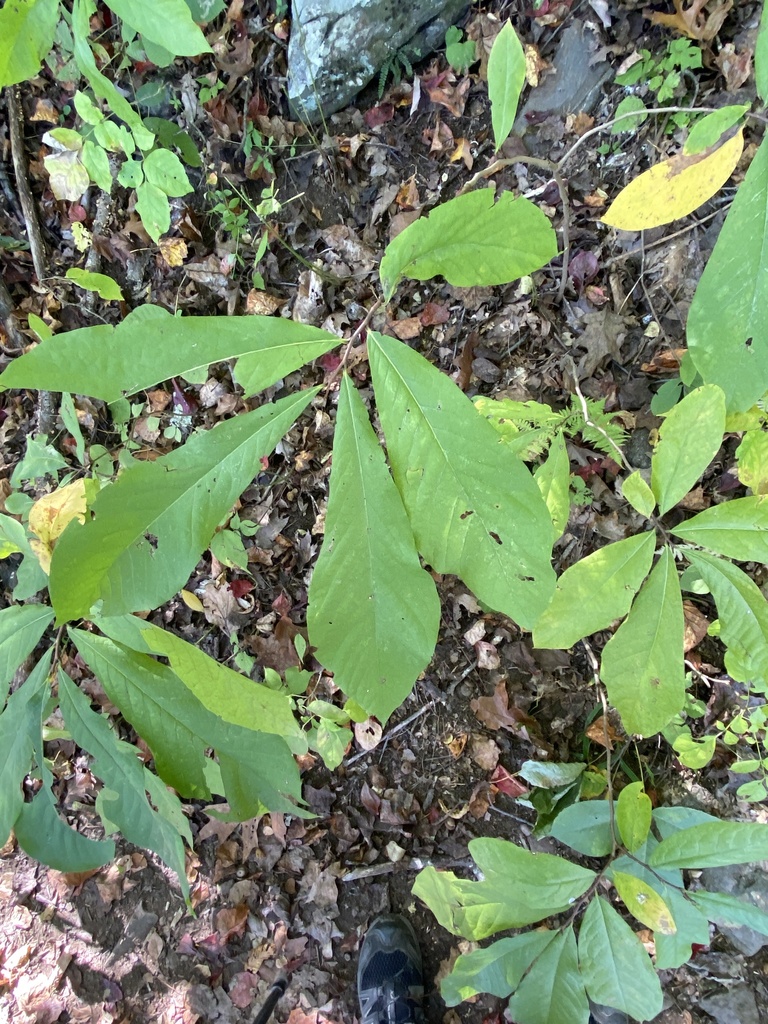 common pawpaw from Cockeysville, MD, US on October 09, 2020 at 02:42 PM ...
