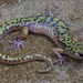 Green Salamander - Photo (c) Jake Scott, all rights reserved, uploaded by Jake Scott