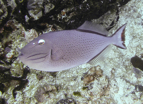 triggerfish, lovelyclemmy