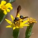 Andrena fulvipennis - Photo (c) Laura Zurro, todos los derechos reservados, subido por Laura Zurro