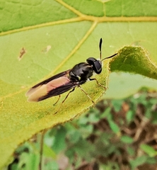 Hoplitimyia subalba image