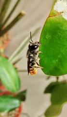Image of Megachile otomita