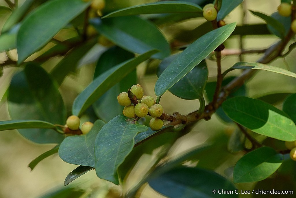 Ficus pisocarpa (Ficus pisocarpa)