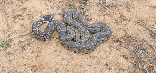 Southern African Python