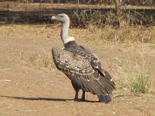 Rüppell's Griffon