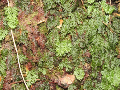 Tunbridge filmy fern