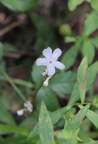 Carolina scalystem (Elytraria caroliniensis var. caroliniensis)