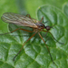 Empis punctata - Photo (c) Henk Wallays, all rights reserved, uploaded by Henk Wallays