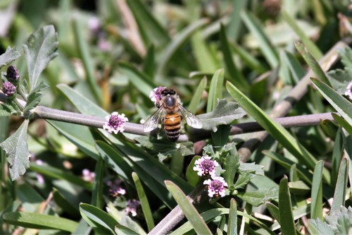 photo of Western Honey Bee (Apis mellifera)