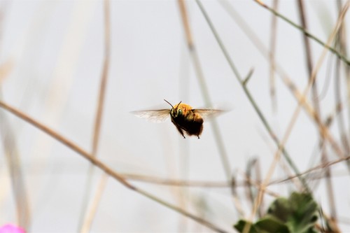 photo of (Neoxylocopa)