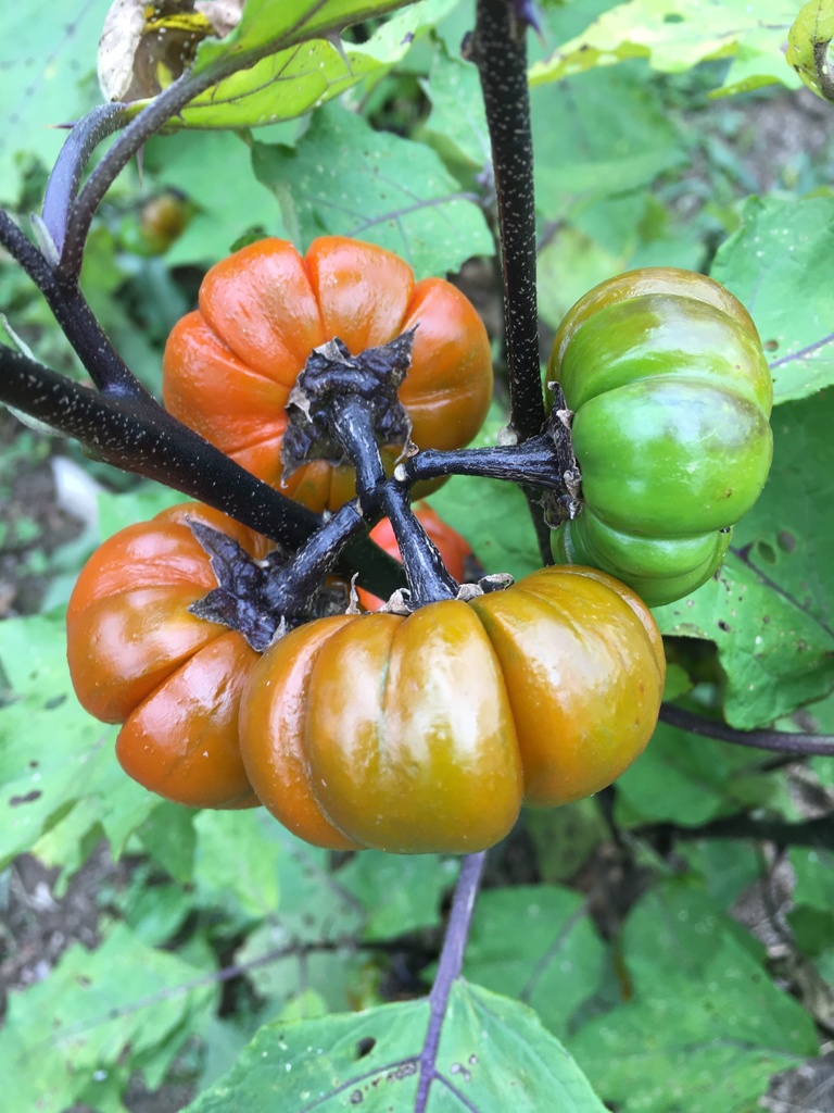 Solanum aethiopicum - Wikipedia