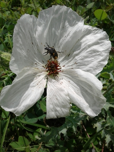 Chicalote Poppy