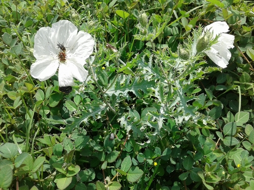 Chicalote Poppy