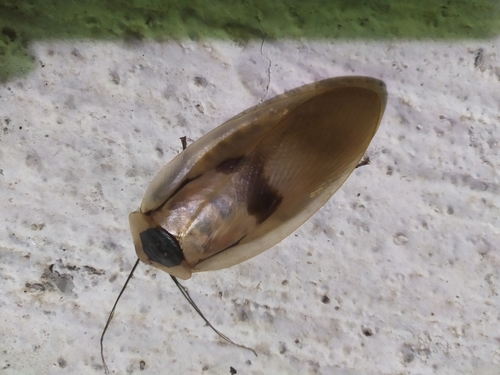 Giant Cave Cockroach (Blaberus giganteus)