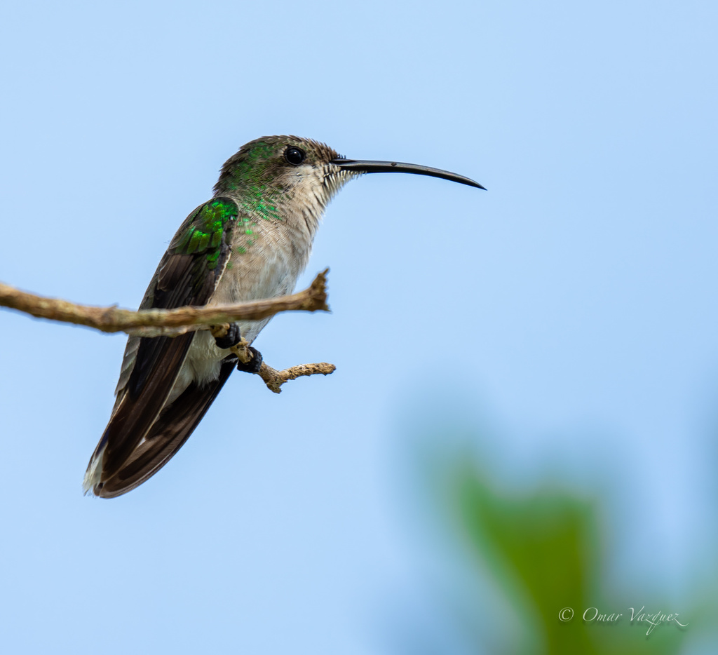 Puerto Rican Mango photo