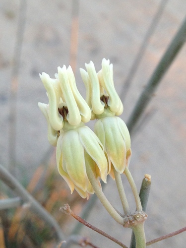 rush milkweed