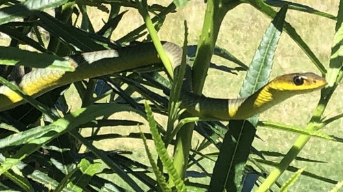 Common Tree Snake sighting