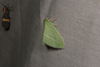 Synchlora pectinaria - Photo (c) Hugh McGuinness, all rights reserved, uploaded by Hugh McGuinness