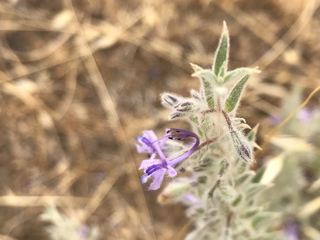 Vinegar Weed From Avenal CA US On October 06 2020 At 11 19 AM By   Large 