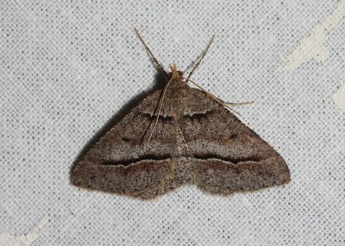 Dodonaea Moth