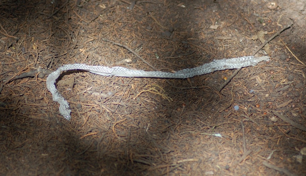 Colubrine Snakes from 173 Park Road #7, Meridian, TX 76665, USA on ...