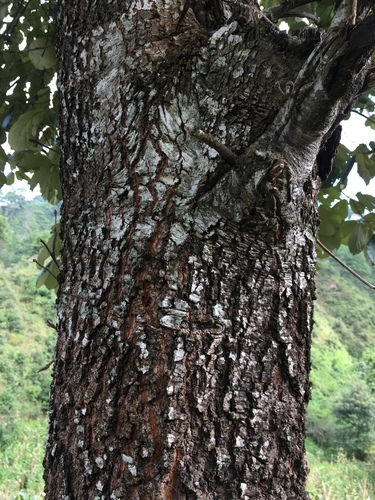 Quercus calophylla