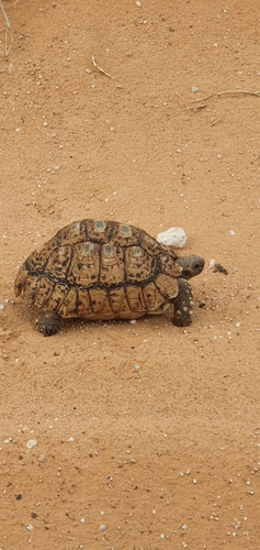 Leopard Tortoise