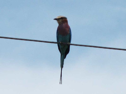 Lilac-breasted Roller