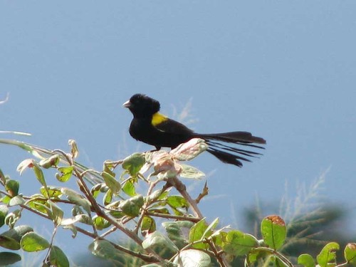 Yellow-mantled Widowbird