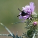 Andrena quadrimaculata - Photo (c) Romain BAGHI, kaikki oikeudet pidätetään, lähettänyt Romain BAGHI