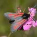 Zygaena purpuralis - Photo (c) Linné's Nightmare, all rights reserved, uploaded by Linné's Nightmare