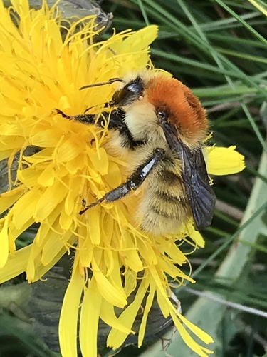 Moss Carder bee