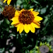 Alkali Sunflower - Photo (c) Lex García, all rights reserved, uploaded by Lex García