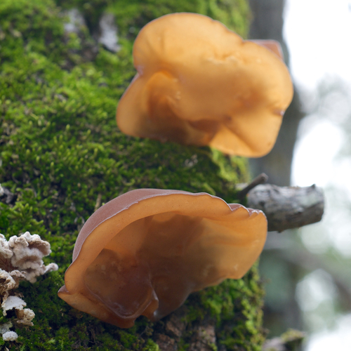 Jelly Tree Ear