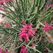 Euphorbia tithymaloides - Photo (c) mohummud Kathoria, όλα τα δικαιώματα διατηρούνται, uploaded by mohummud Kathoria