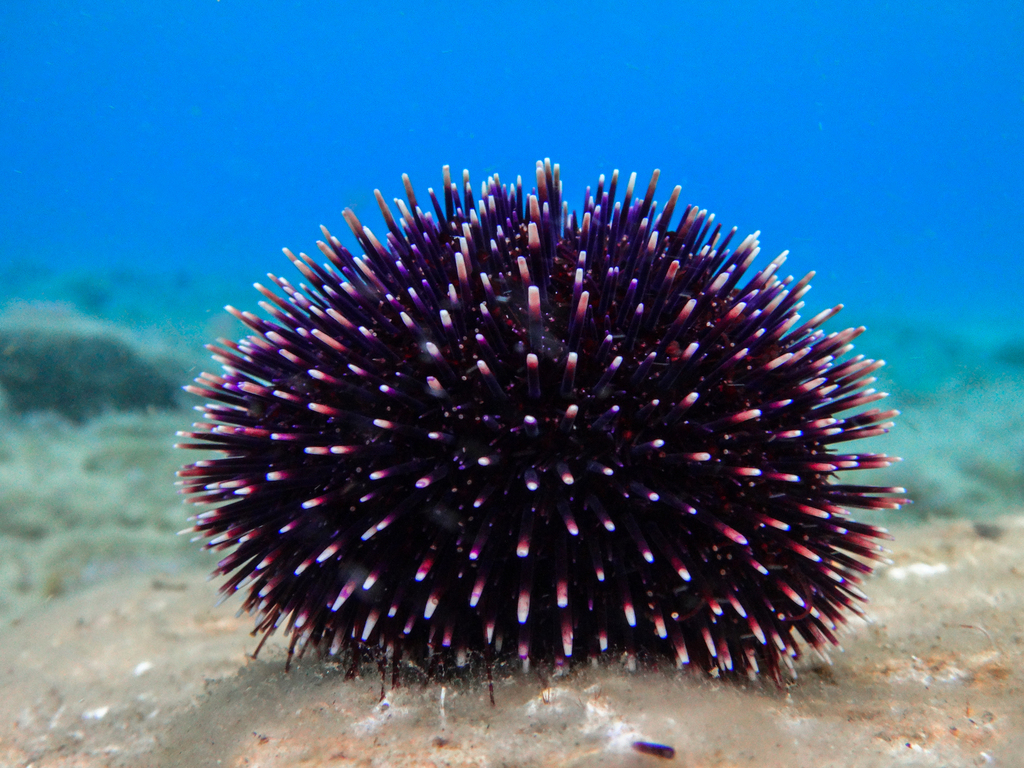 Phylum Echinodermata Sea Urchin