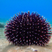 Violet Sea Urchin - Photo (c) Konstantinos Kalaentzis, all rights reserved, uploaded by Konstantinos Kalaentzis