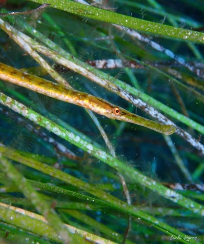 Broadnosed Pipefish