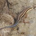 African Five-lined Skink - Photo (c) WildNothos, all rights reserved, uploaded by WildNothos